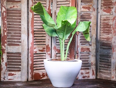 Spathiphyllum 'sensation' (Plant) - Nature by Marc Beyrouthy
