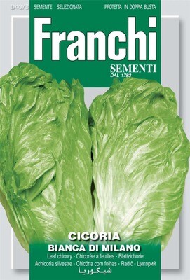 Chicory Bianca Di Milano (Bag) - Franchi Sementi