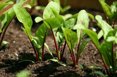 Beetroot (Seedling) الشمندر - Nature by Marc Beyrouthy