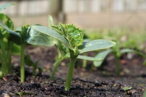 Armenian Cucumber مئتة (Seedling) - Nature by Marc Beyrouthy