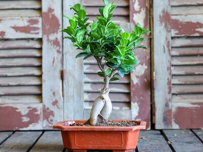 Bonsai ficus (Plant) - Nature by Marc Beyrouthy