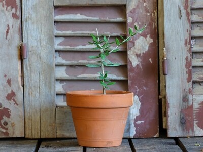 Bonsai Olive (Plant) - Nature by Marc Beyrouthy