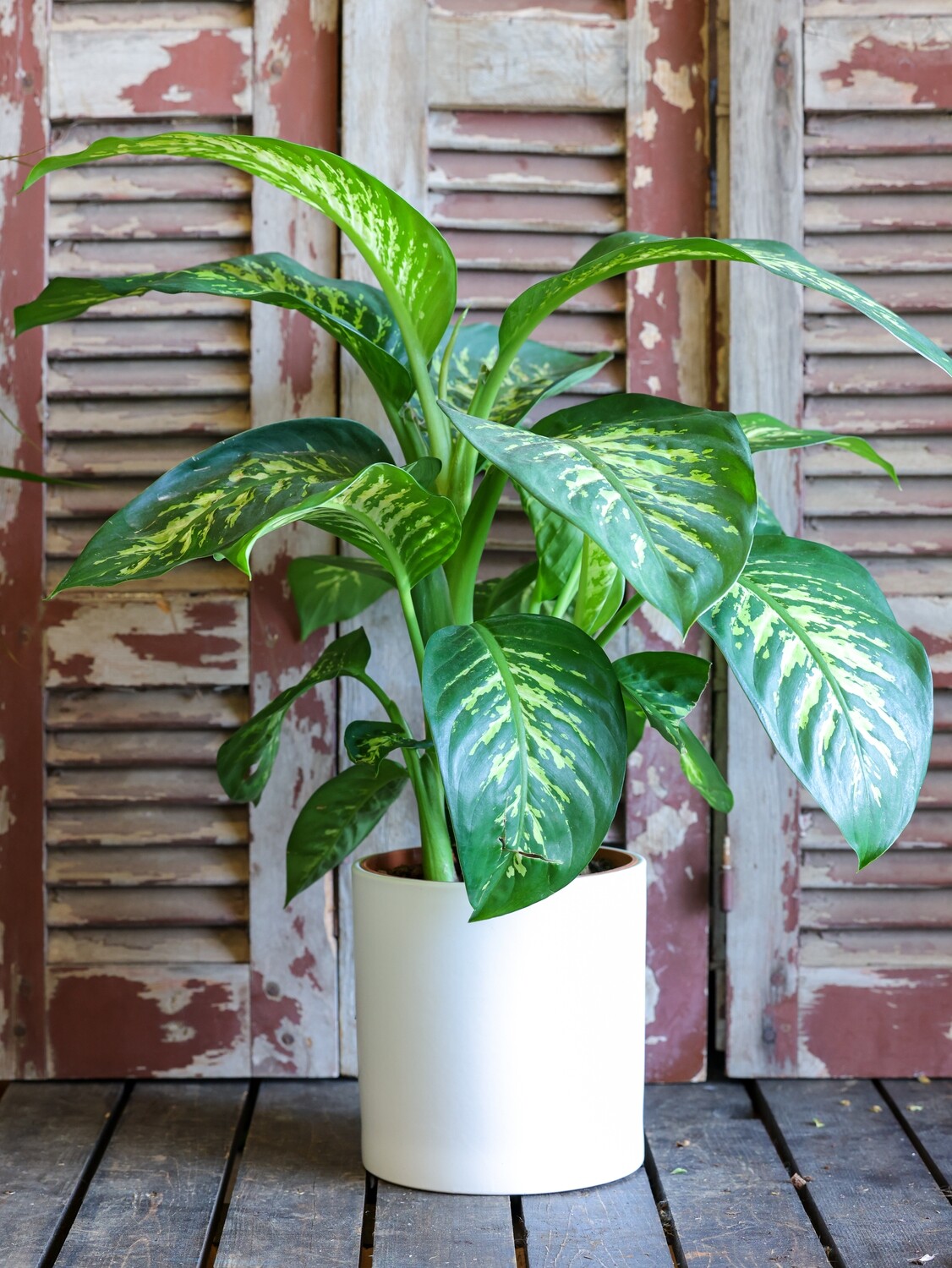 Dieffenbachia (Plant) - Nature by Marc Beyrouthy