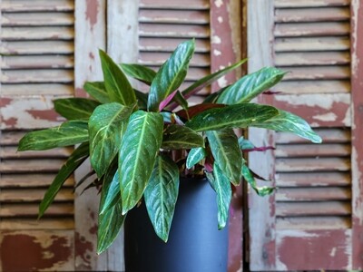 Calathea stromanthe sanguinea (Plant) - Nature by Marc Beyrouthy Calathea stromanthe sanguinea (Plant) - Nature by Marc Beyrouthy