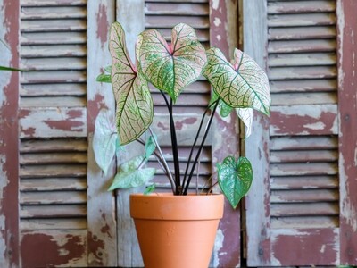 Caladium (Plant) - Nature by Marc Beyrouthy