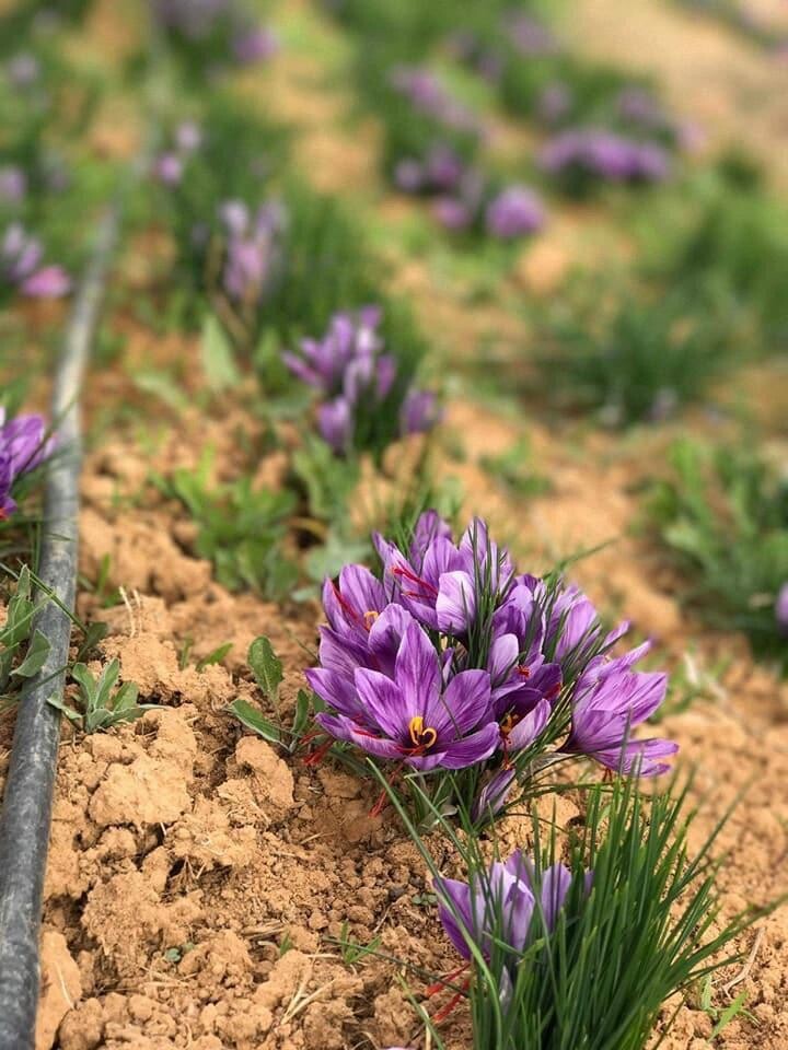 Crocus sativus - Saffron (Plant) - Nature by Marc Beyrouthy