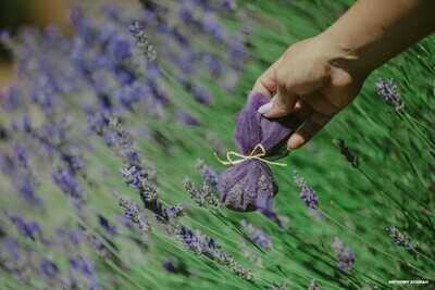 Lavender Dried (Bag) - Namliyet Setti