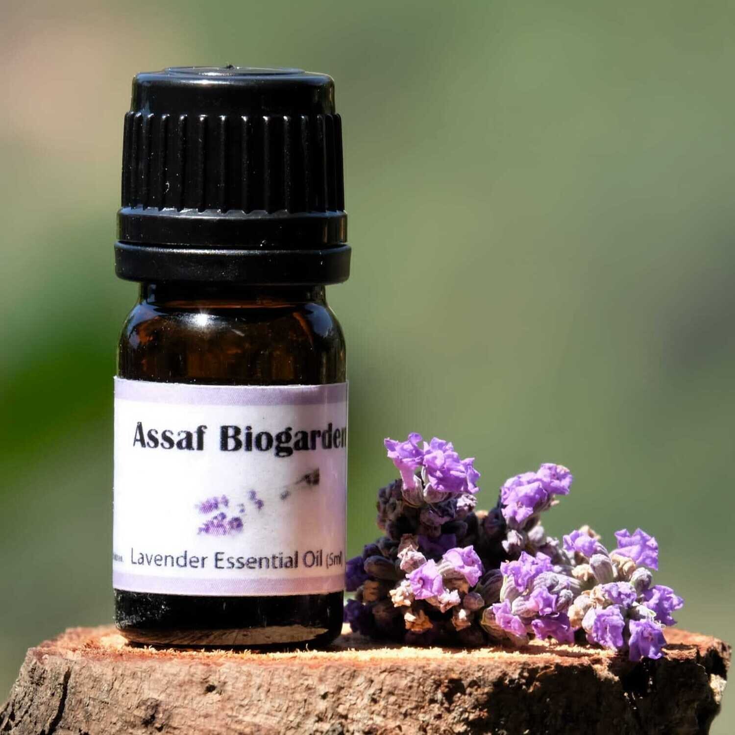 Essential Oil Lavender (Bottle) - Assaf Biogarden