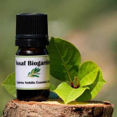 Essential Oil Laurus (Bottle) - Assaf Biogarden