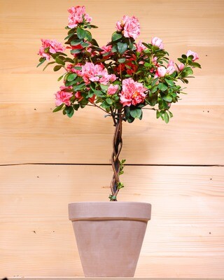 Azalea on stem (Plant) - Nature by Marc Beyrouthy