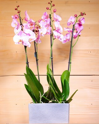 Phalaenopsis orchid Double (Plant) - Nature by Marc Beyrouthy