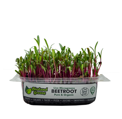 Microgreens Beetroot (Bag) - Bioland Greens