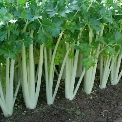 Organic Chinese White Celery per bunch/ea