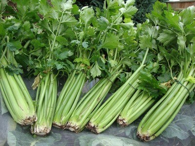 Organic Tall Green Celery per bunch/ea
