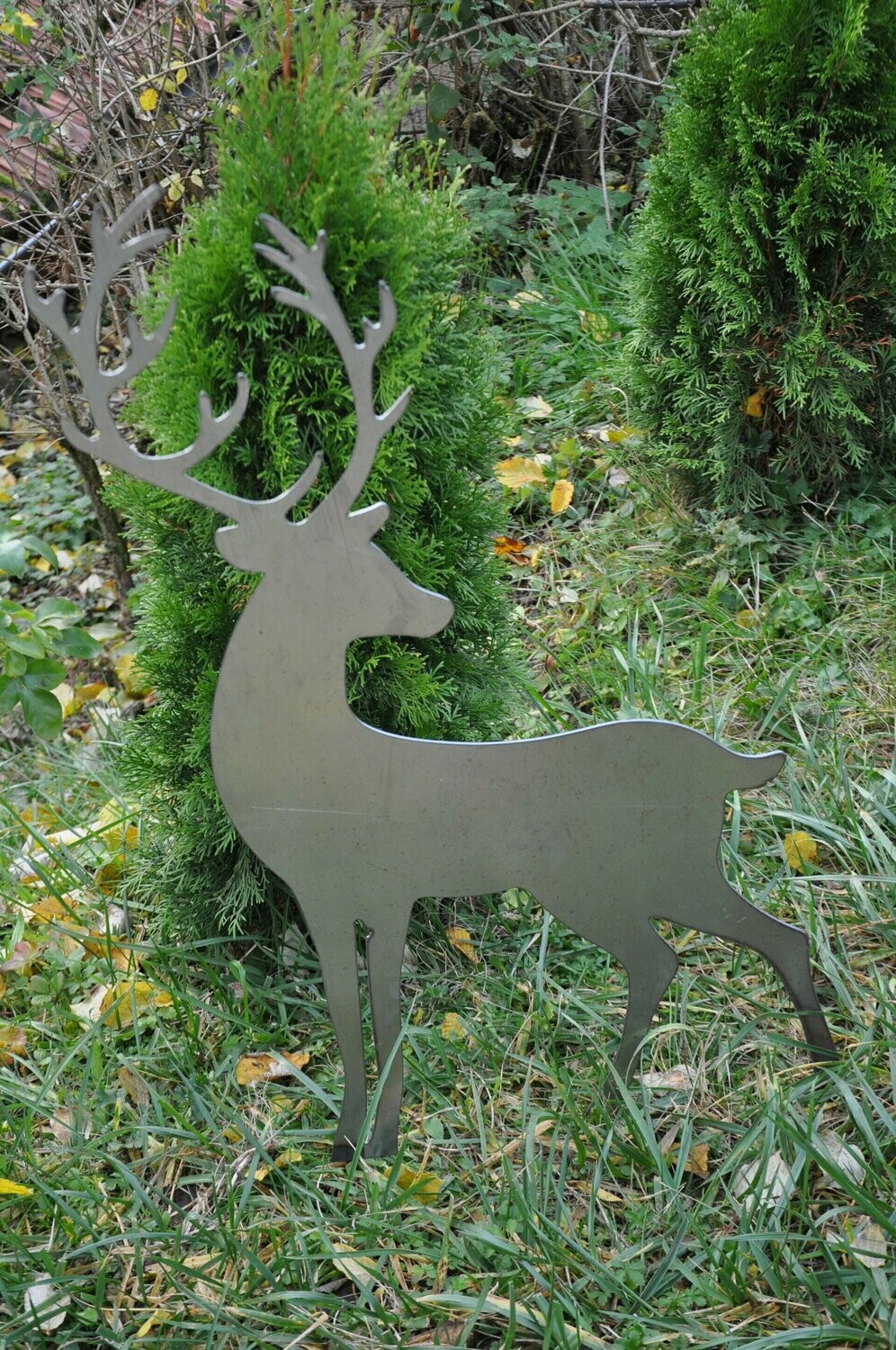 Hirsch