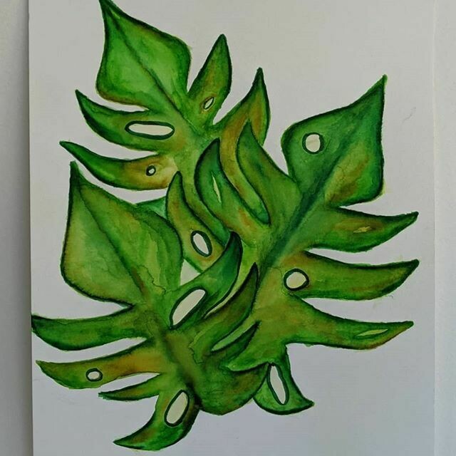 Monsterra Leaves