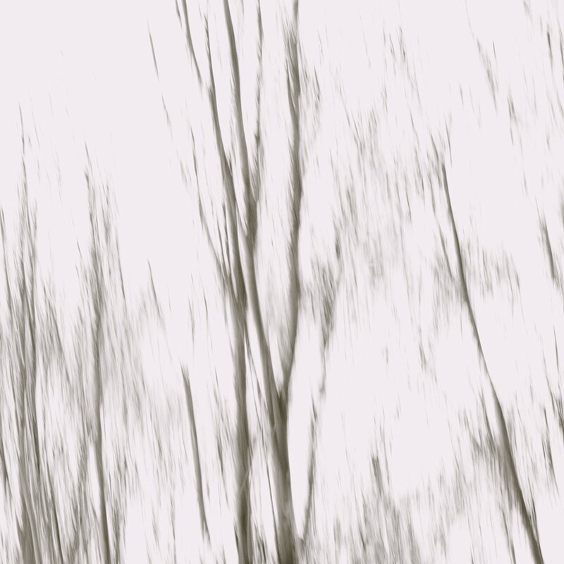 The Woods