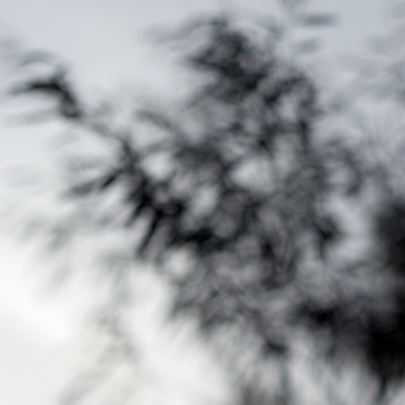 Echo