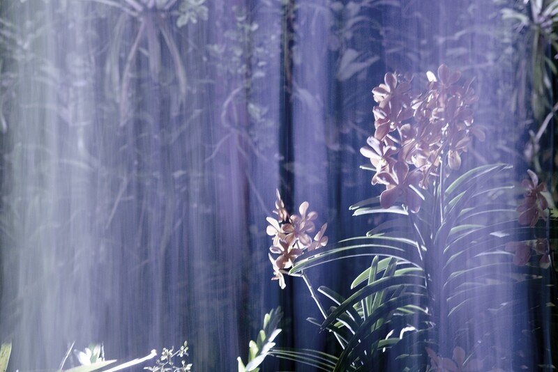 Mirage