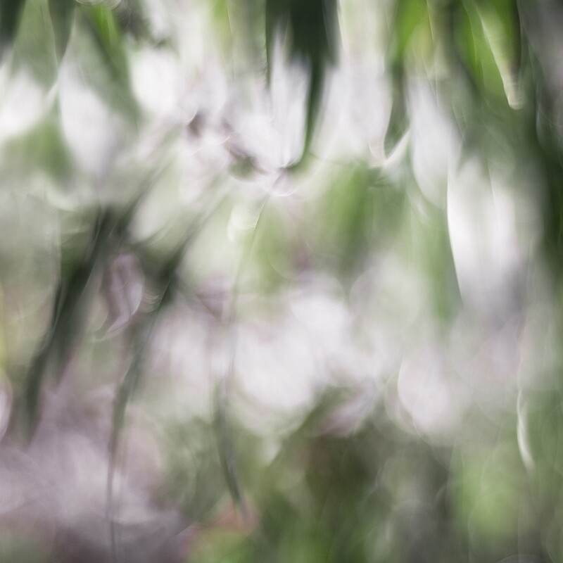 Canopy