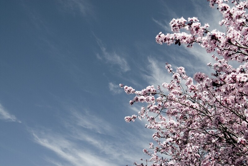 Blooming