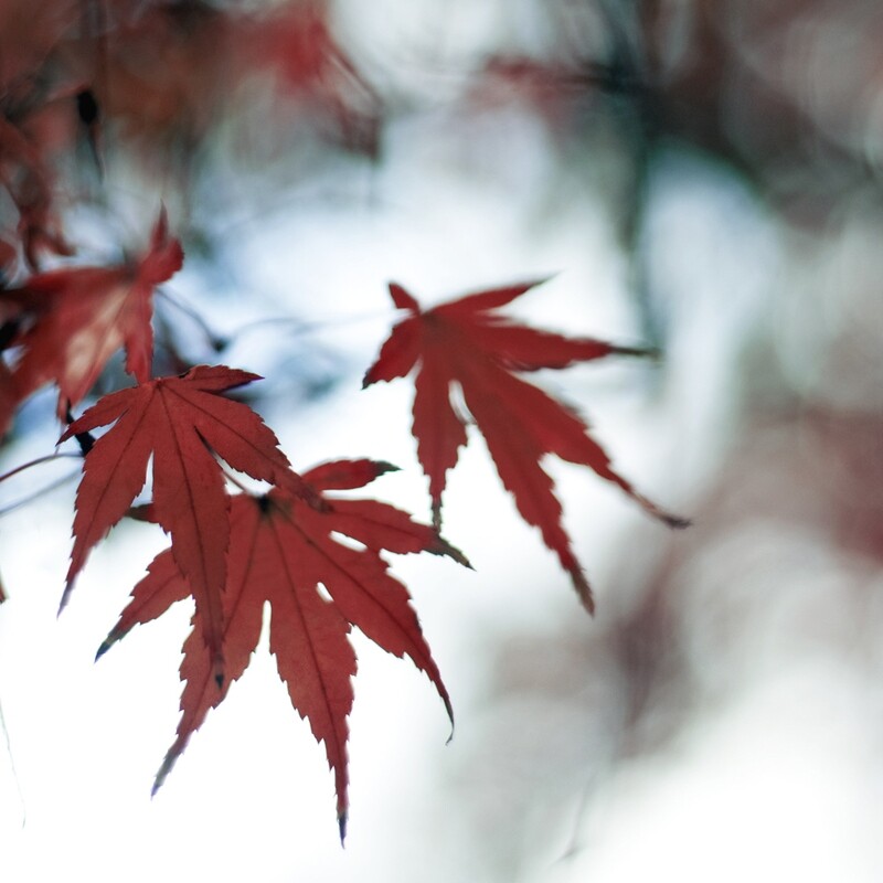 Fall