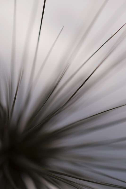 Spinifex