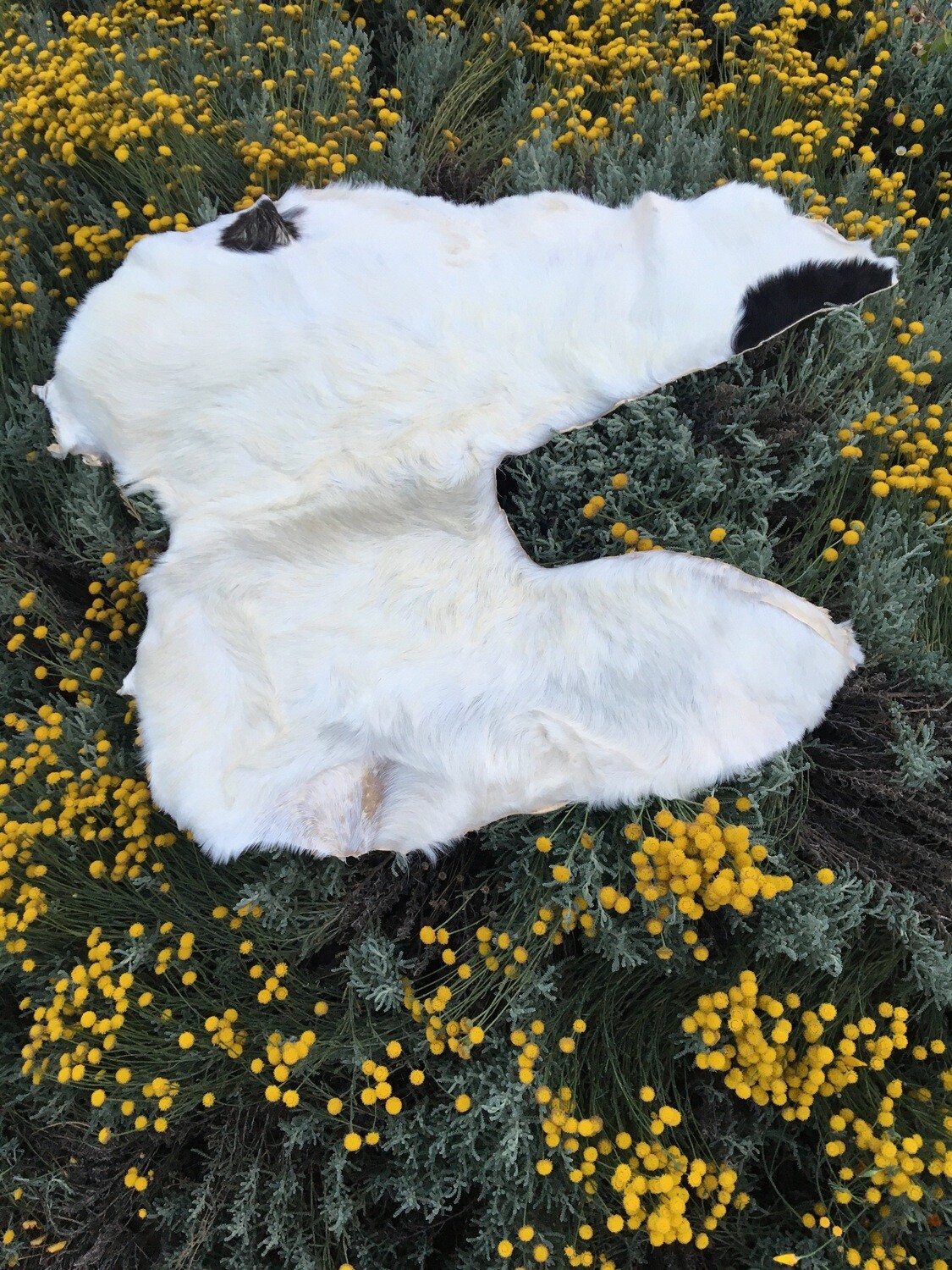 Goat Hide: saddle shaped, white with black spots