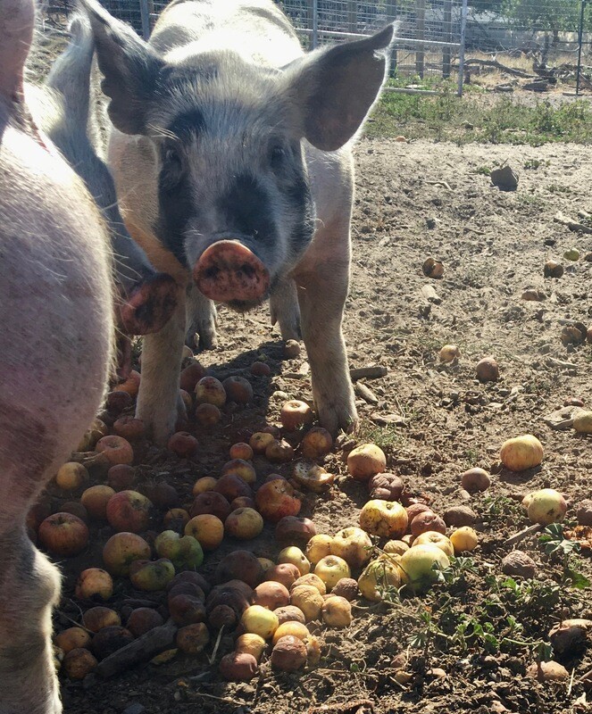 1/2 Pork Share Deposit