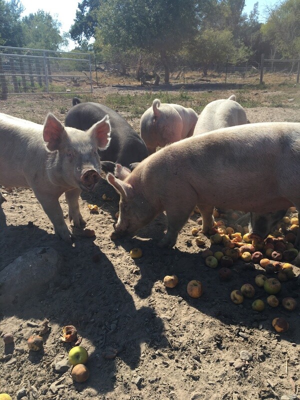 Whole Pork Share Deposit