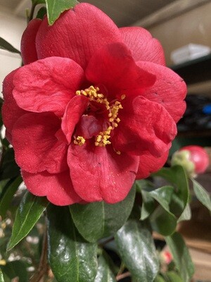 'Tama Vino' Camellia japonica