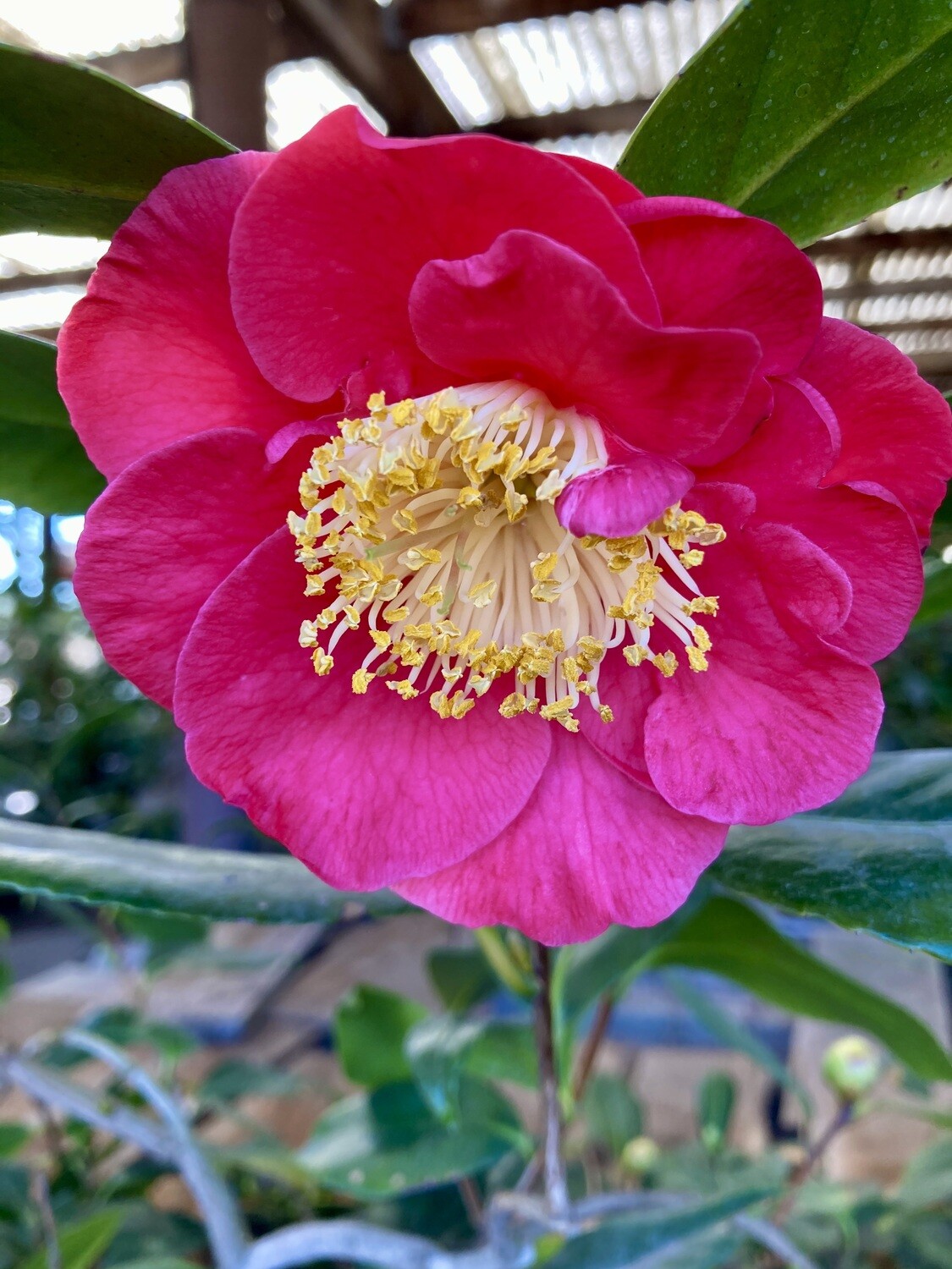 'Guilio Nuccio' 15 Gal Camellia japonica