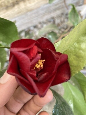 'Black Magic' Camellia japonica