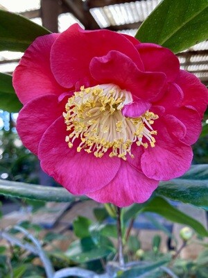 'Guilio Nuccio' 5 gal Camellia japonica