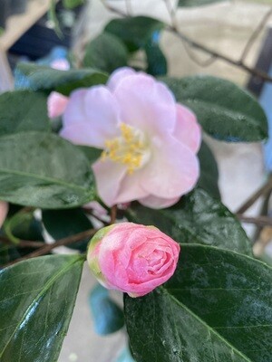'Grace Bunton' 5 gallon Camellia japonica