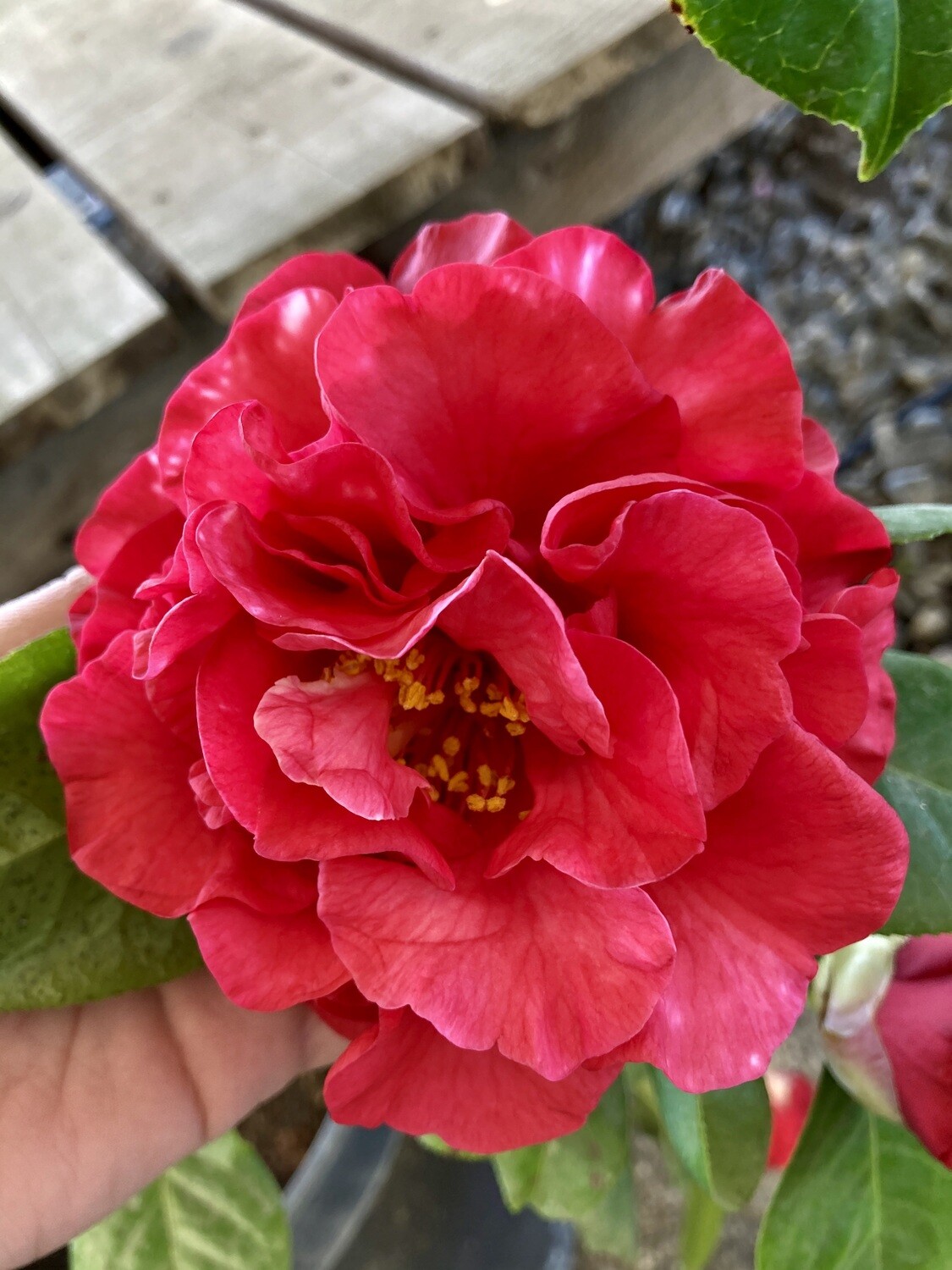 &#39;Miss Tulare Variegated&#39; 15 Gal Camellia reticulata hybrid.
