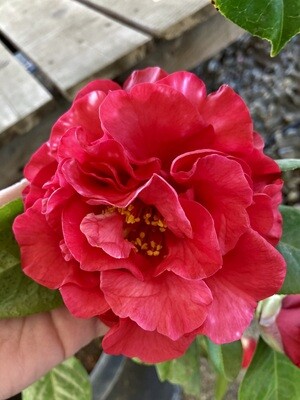 'Miss Tulare Variegated' 15 Gal Camellia reticulata hybrid.
