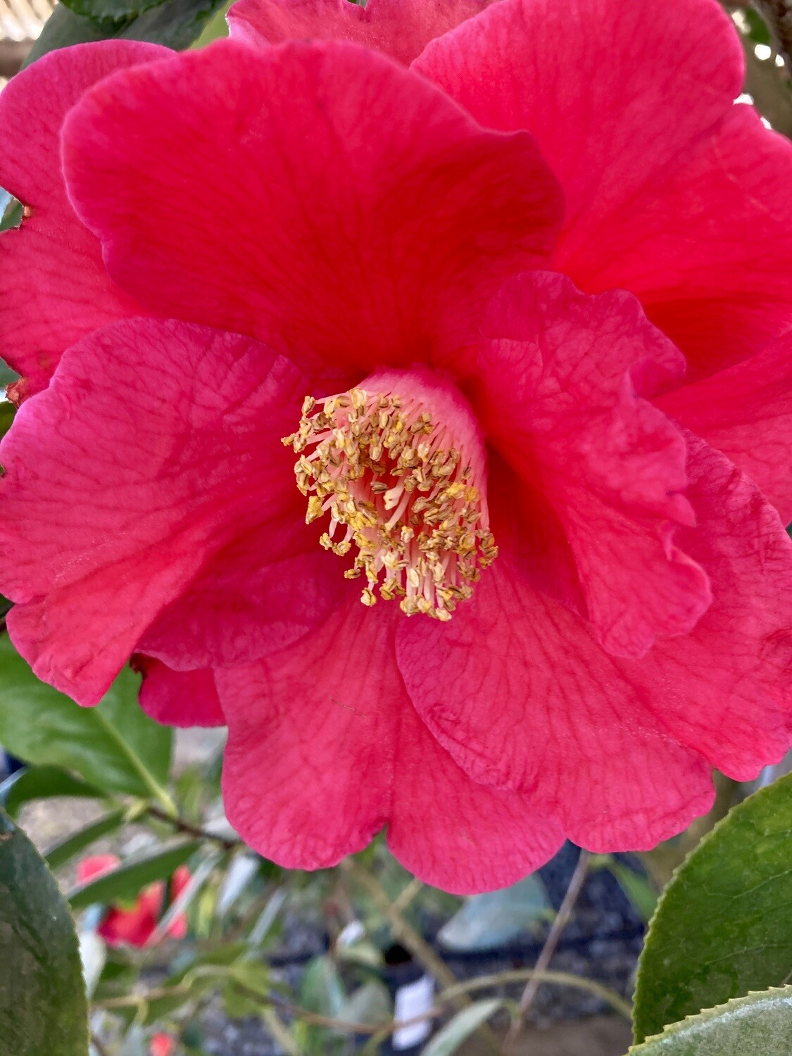 'Royalty' 15 Gal Camellia reticulata hybrid.