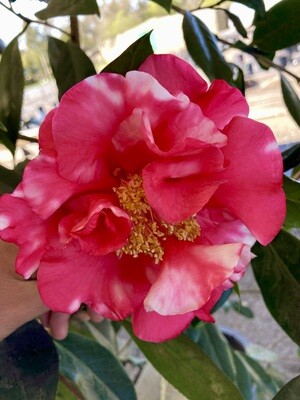 'Francie L. Variegated' 15 Gal Camellia reticulata hybrid.