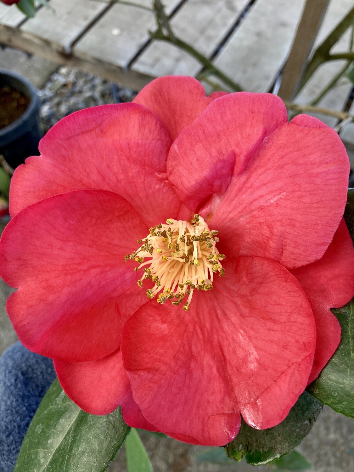 'Otto Hopfer' 15 Gal Camellia reticulata hybrid.