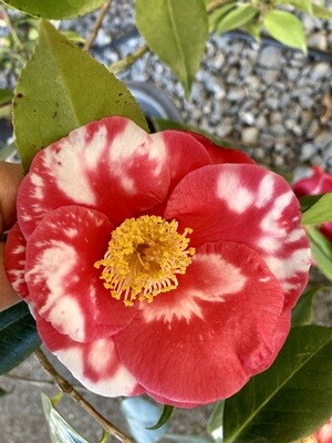 'Guilio Nuccio Variegated' 15 Gal Camellia japonica