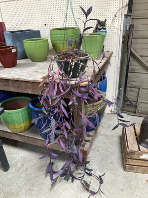 10" Purple Heart Plant