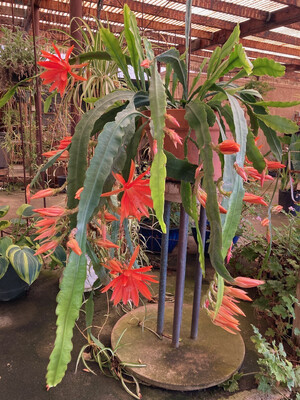 10" Orange Orchid Cactus