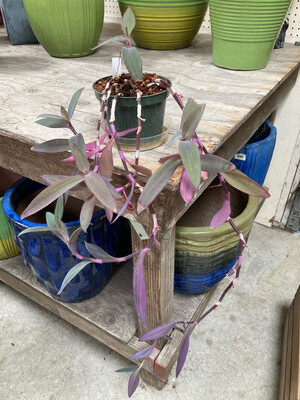 6" Purple Heart Plant