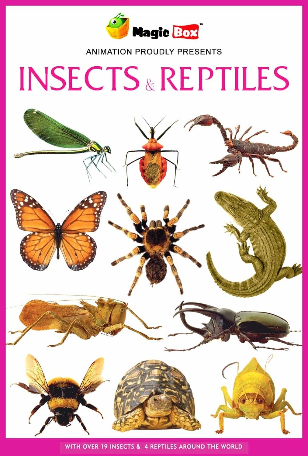 Insects and Reptiles Insects and Reptiles