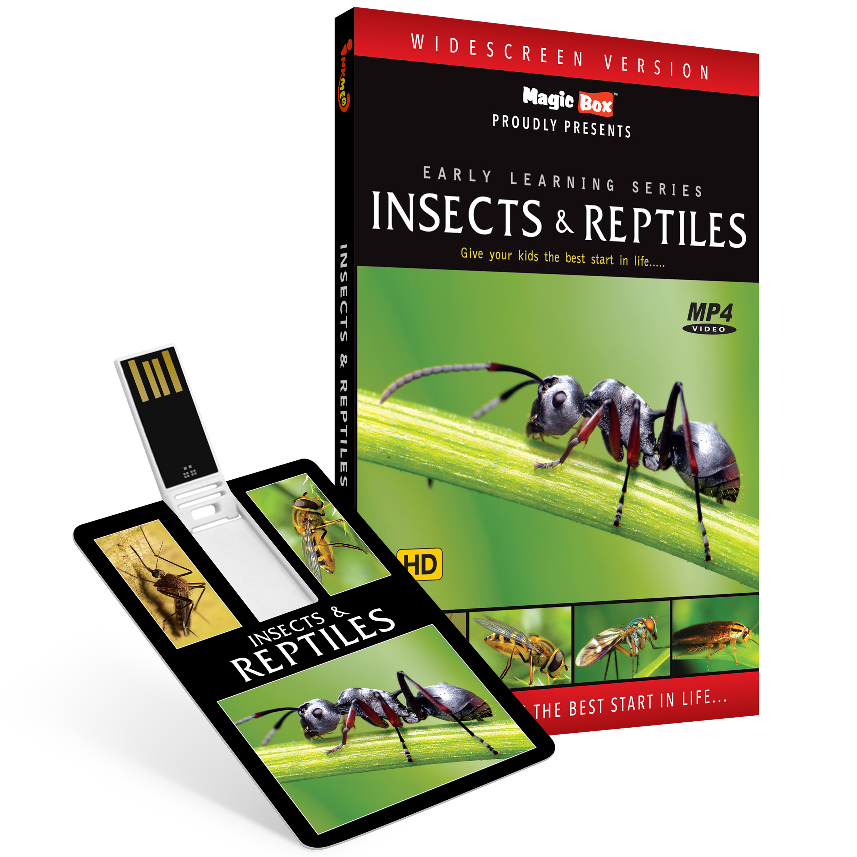 Insects and Reptiles