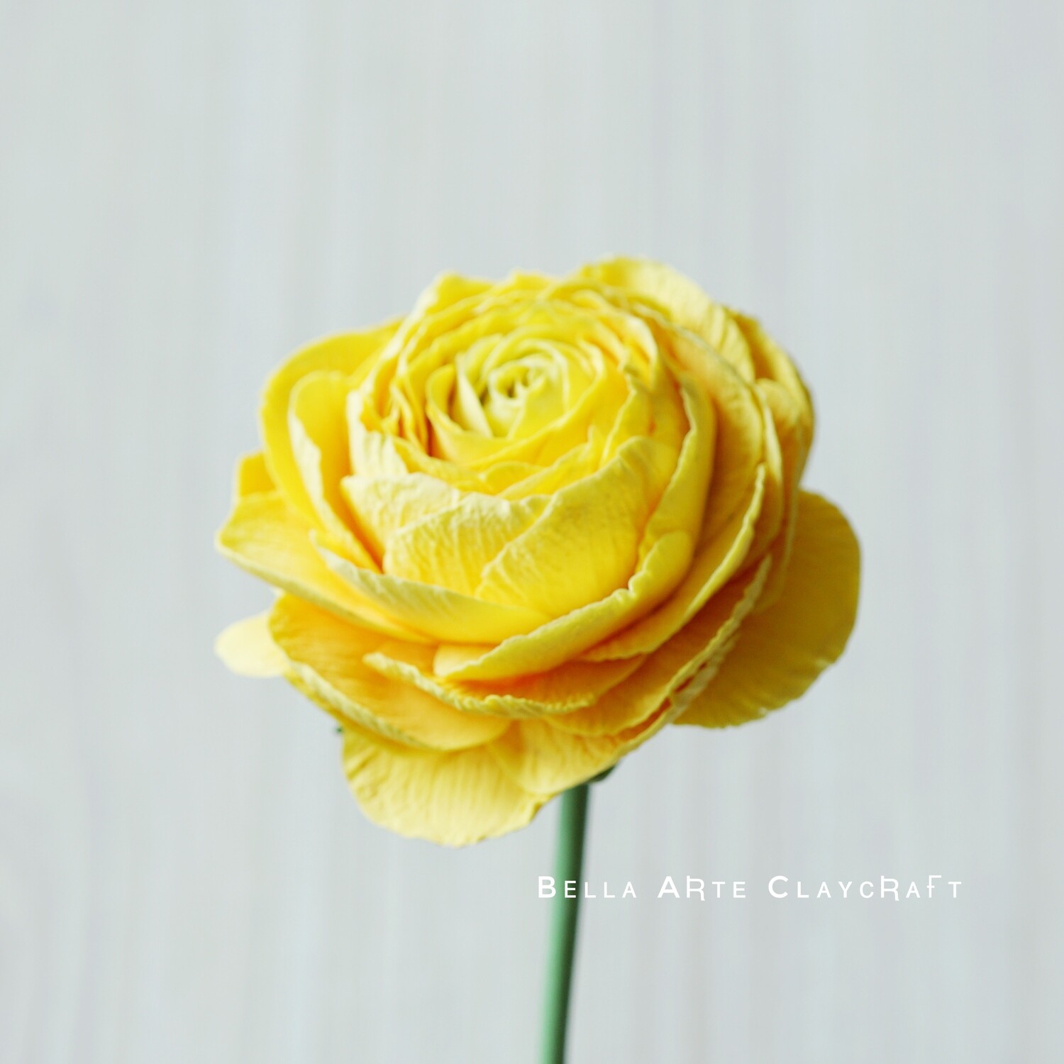 Ranunculus