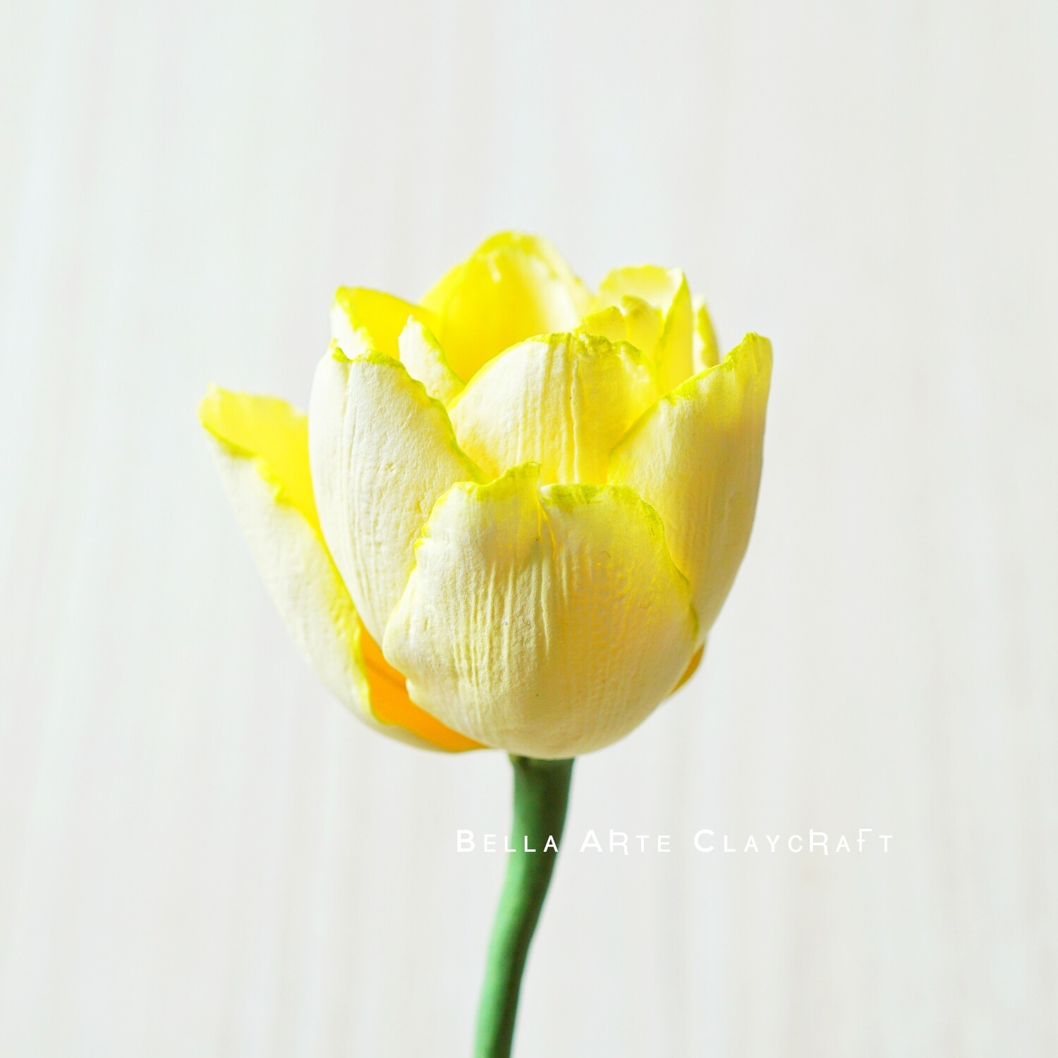 Round Tulip
