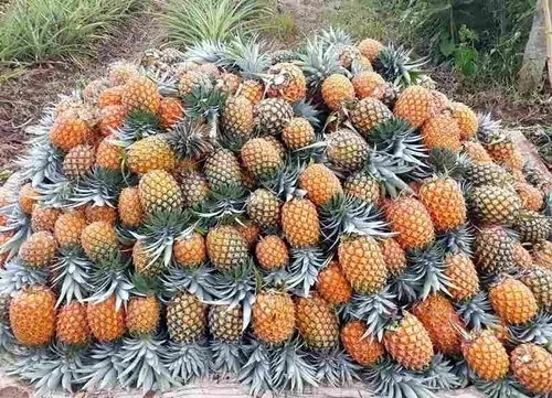 6PCS   PINEAPPLE