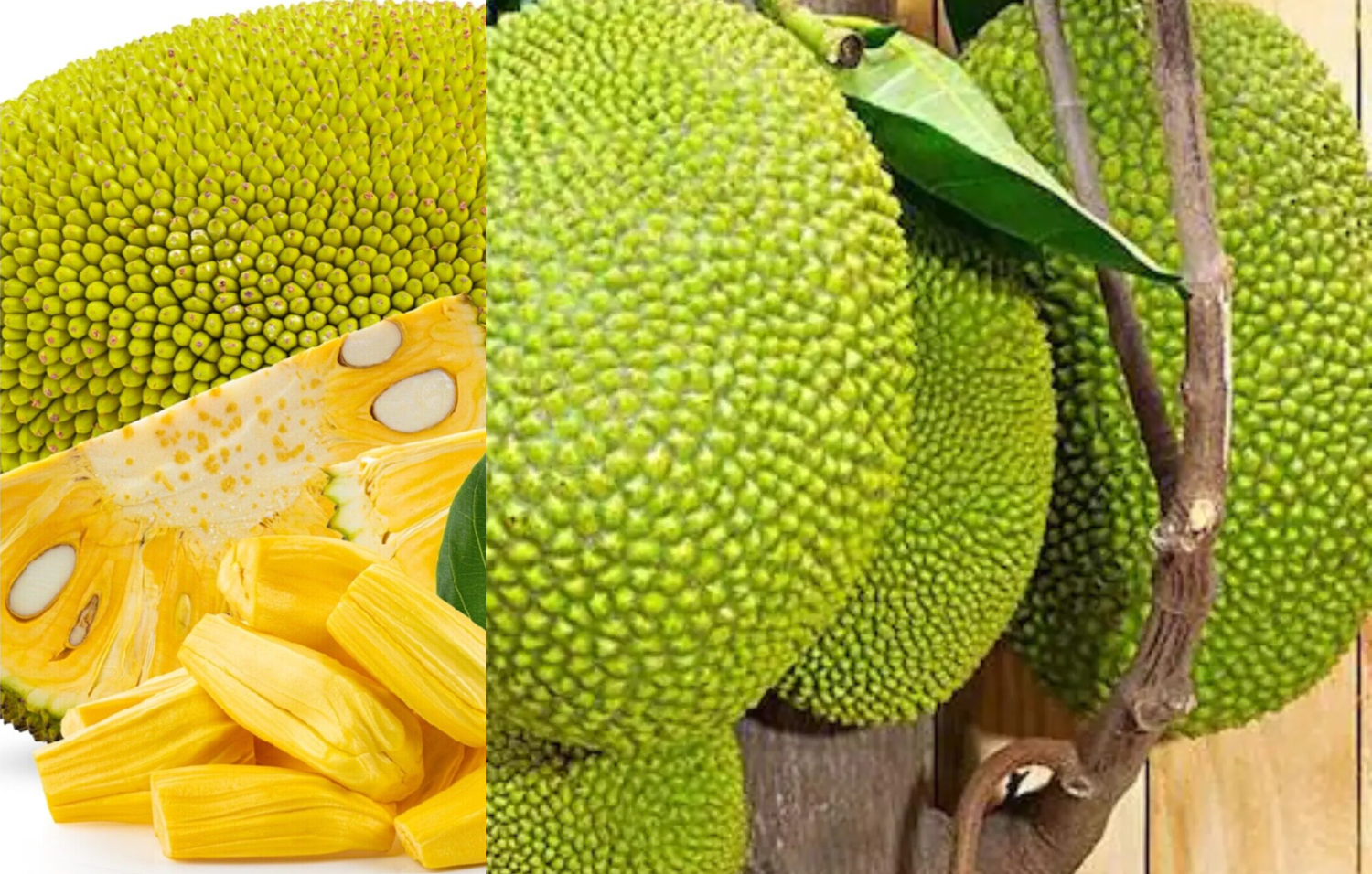 1 PC    JACKFRUIT